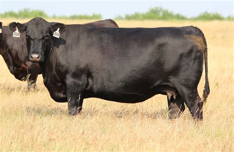 Cow and Calf Pairs. . Angus calves for sale